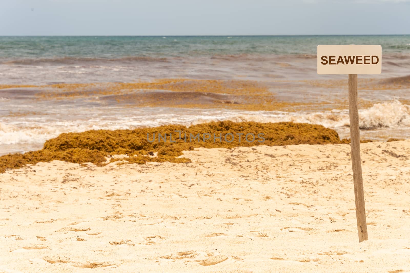 Seaweed sign and patches of Sargassum seaweed on a Tulum beach in Mexico (montage)