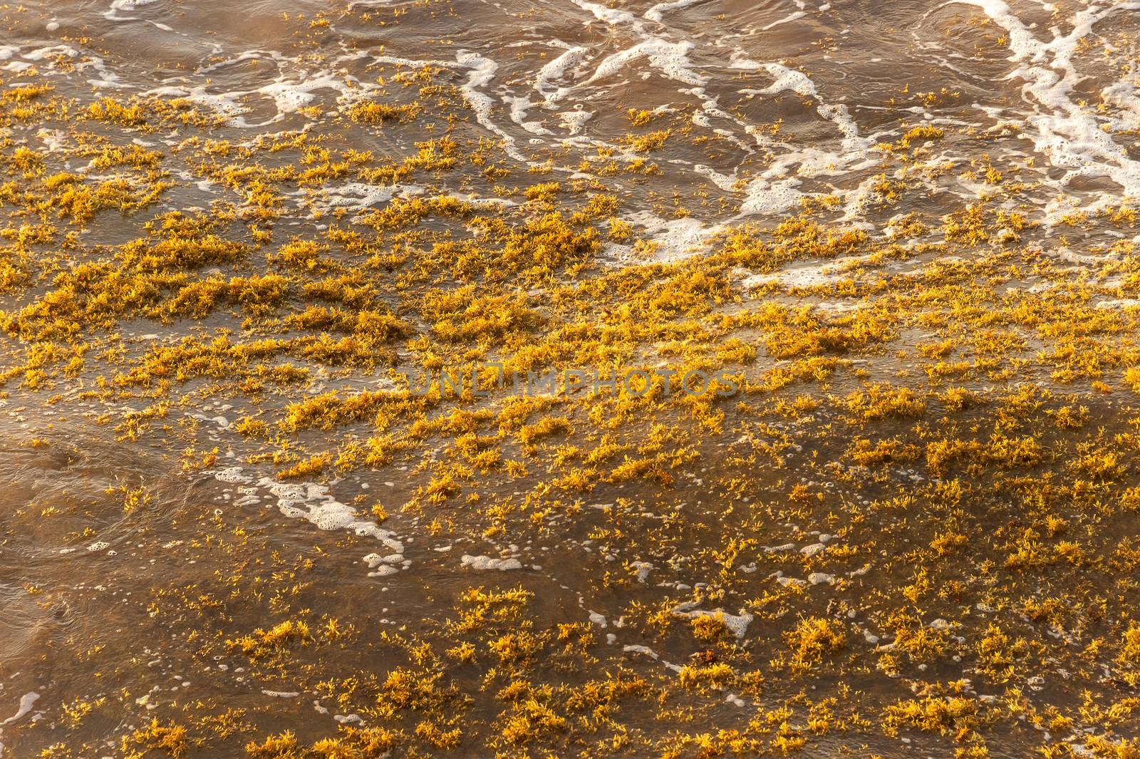Sargassum seaweed patch floating on the water in Tulum, Mexico.