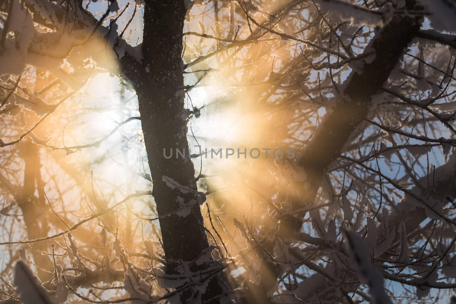 Sun flaring thru snow covered branches abstract winter selective focus background.