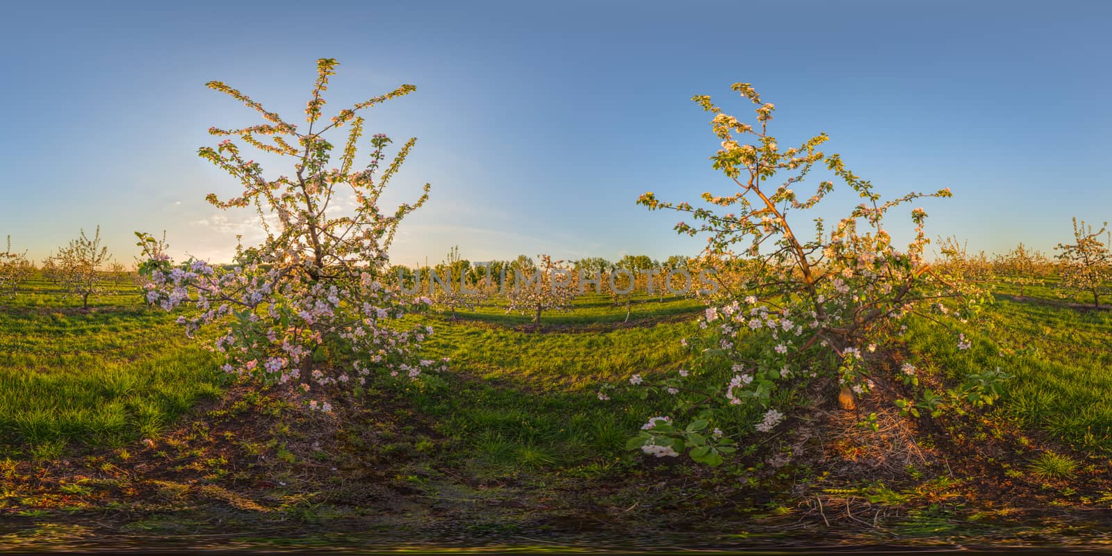 sunset in blossoming apple garden full spherical 360 by 180 degree panorama in equirectangular projection