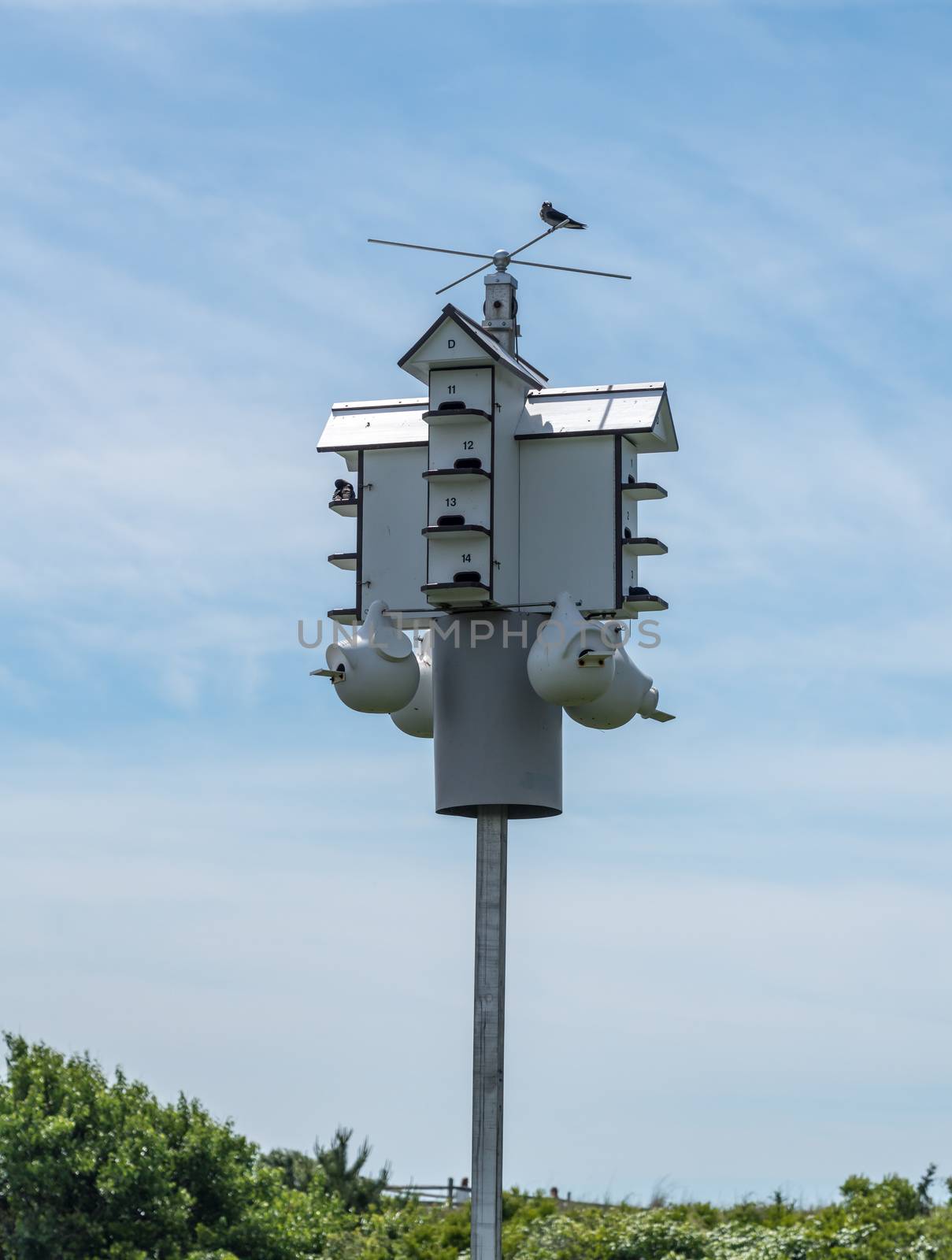 Multiple occupancy bird house or condo in state park by steheap