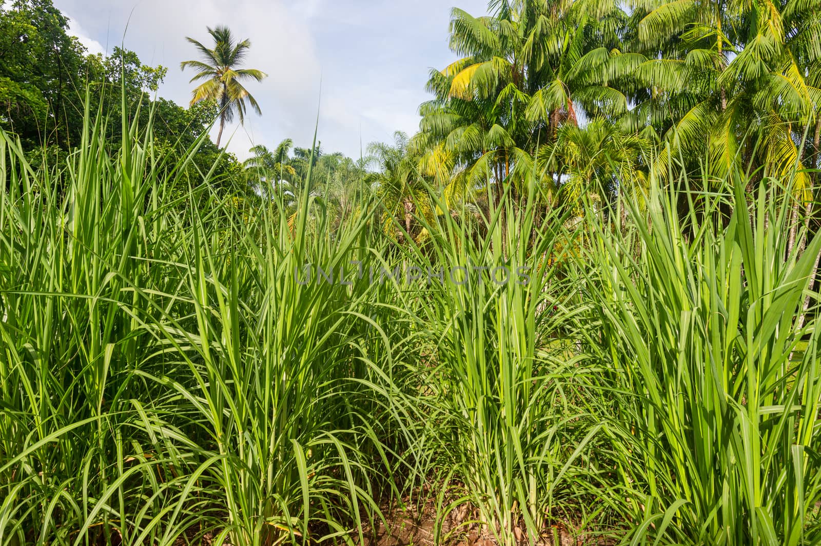 Sugar cane field in Martinique