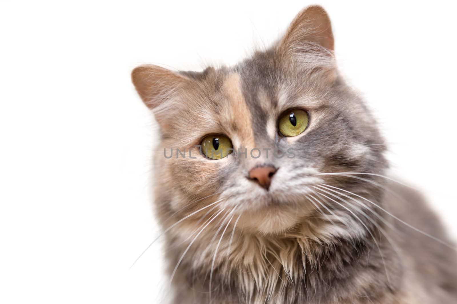 Portrait of a calico cat looking at the camera