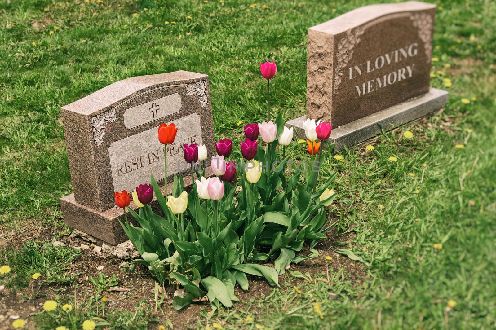 Headstones in a cemetery with many tulips by mbruxelle