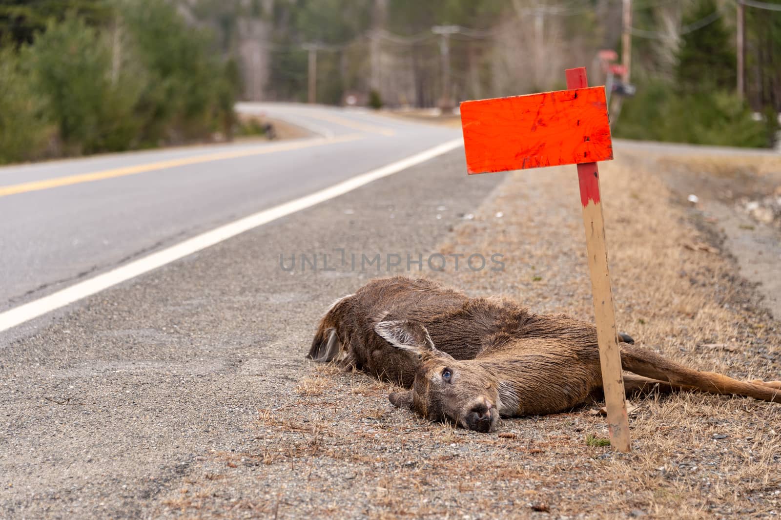 Dead White-tailed deer hit by a car lying on roadside in Quebec, Canada