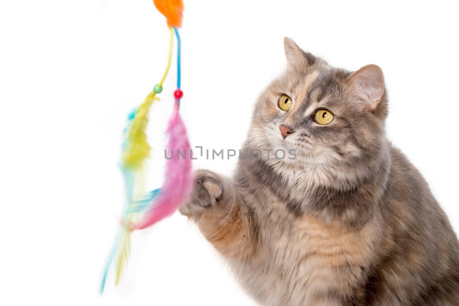 Calico cat playing with a toy over white background