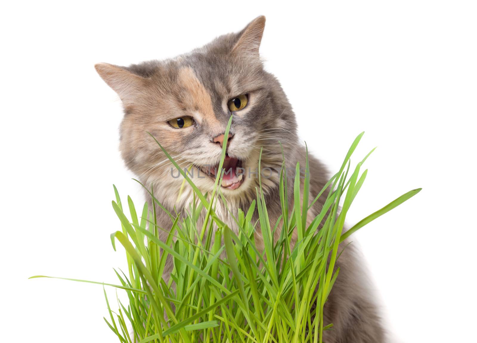 Calico cat eating cat grass by mbruxelle