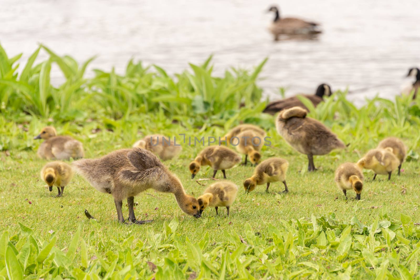 Gaggle of Canadian goose goslings on the banks of the St. Lawrence River near Montreal, Canada.
