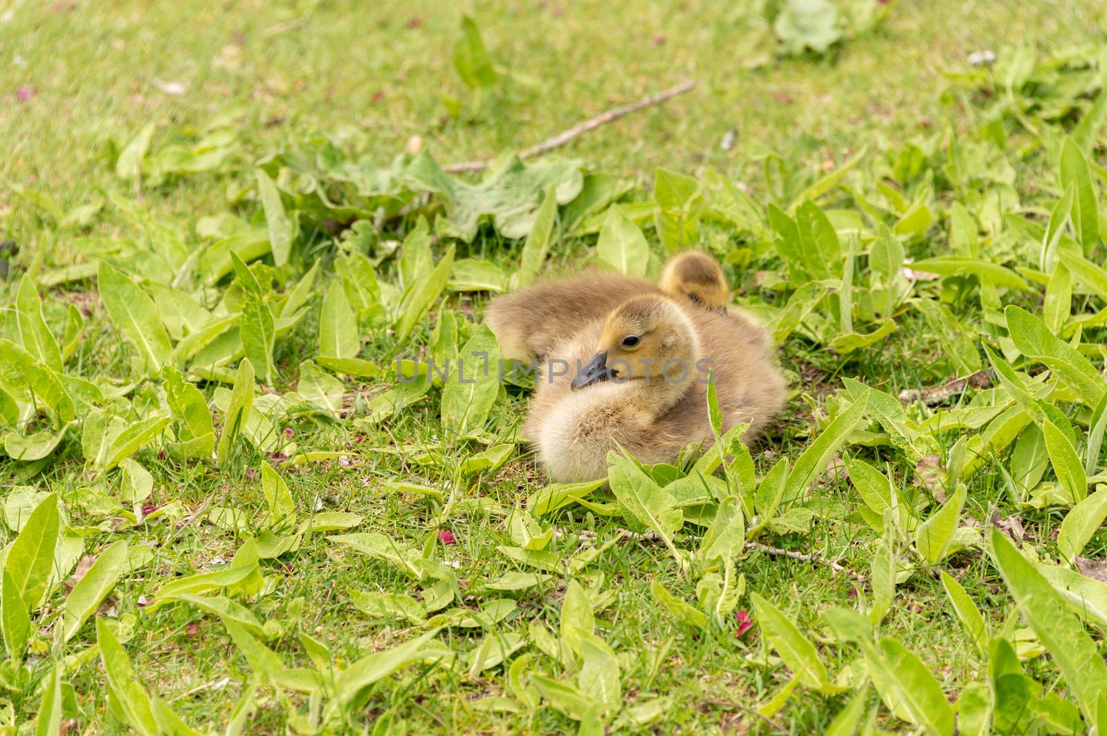 Canadian goose goslings resting on grass on the banks of the St. Lawrence River near Montreal, Canada.