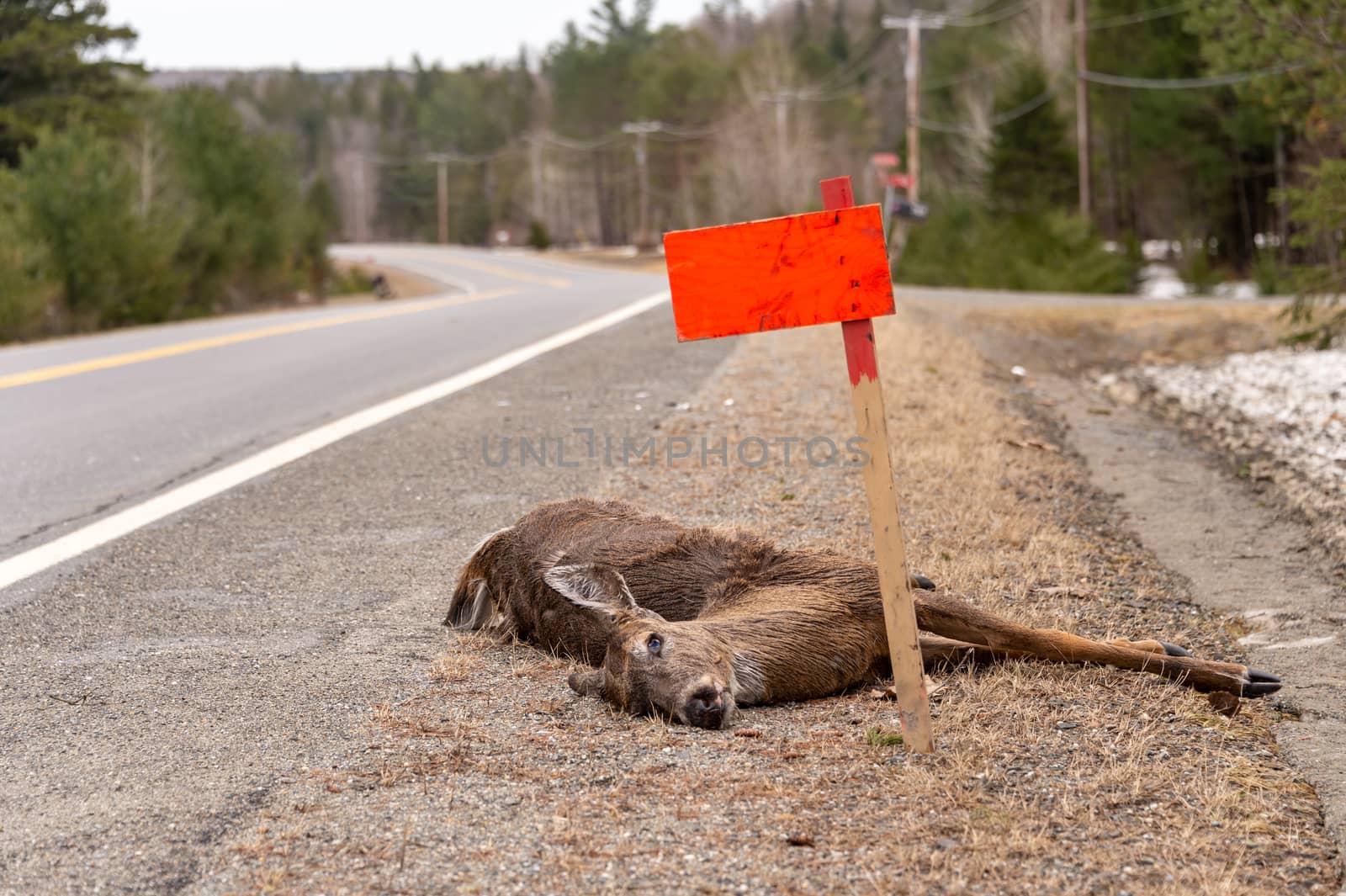 Dead White-tailed deer hit by a car lying on roadside in Quebec, Canada