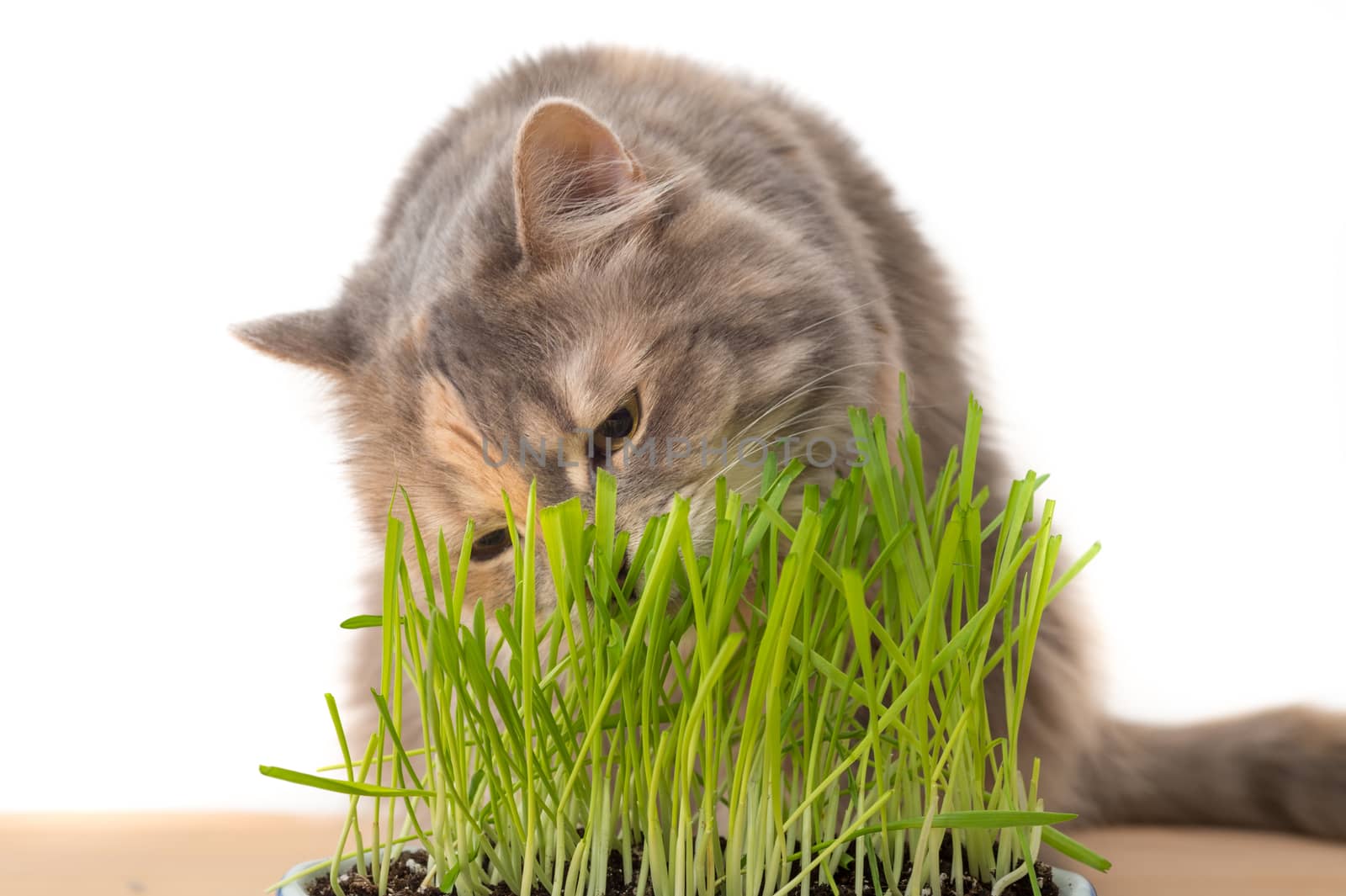 Calico cat eating cat grass