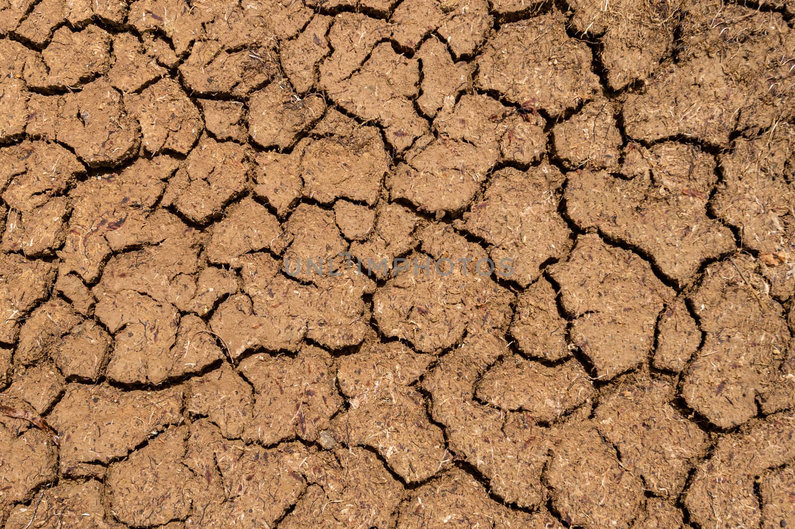 Texture of dry and dehydrated soil cracks