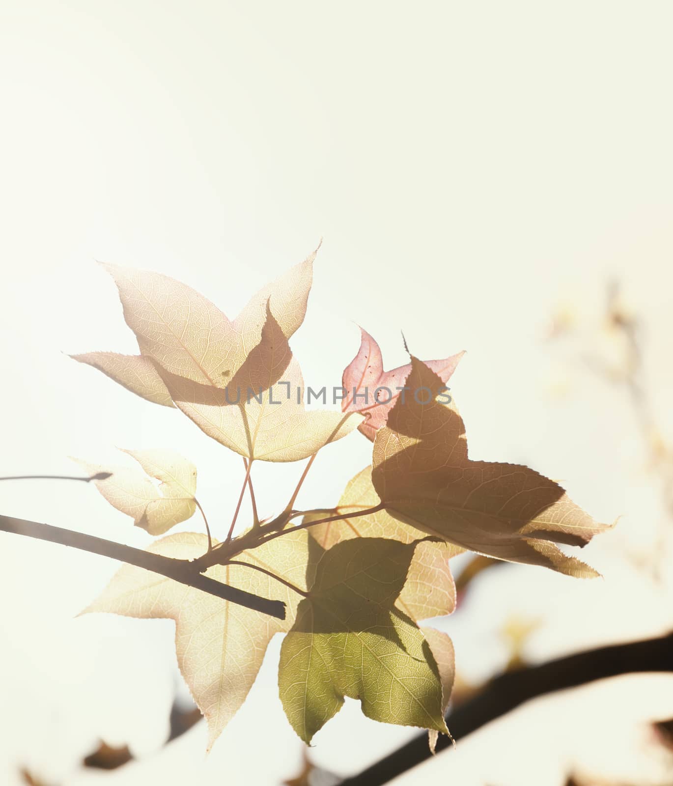 Branch of Japanese maple leaf.Beautiful autumn landscape background,selective focus and soft pastel color toned.
