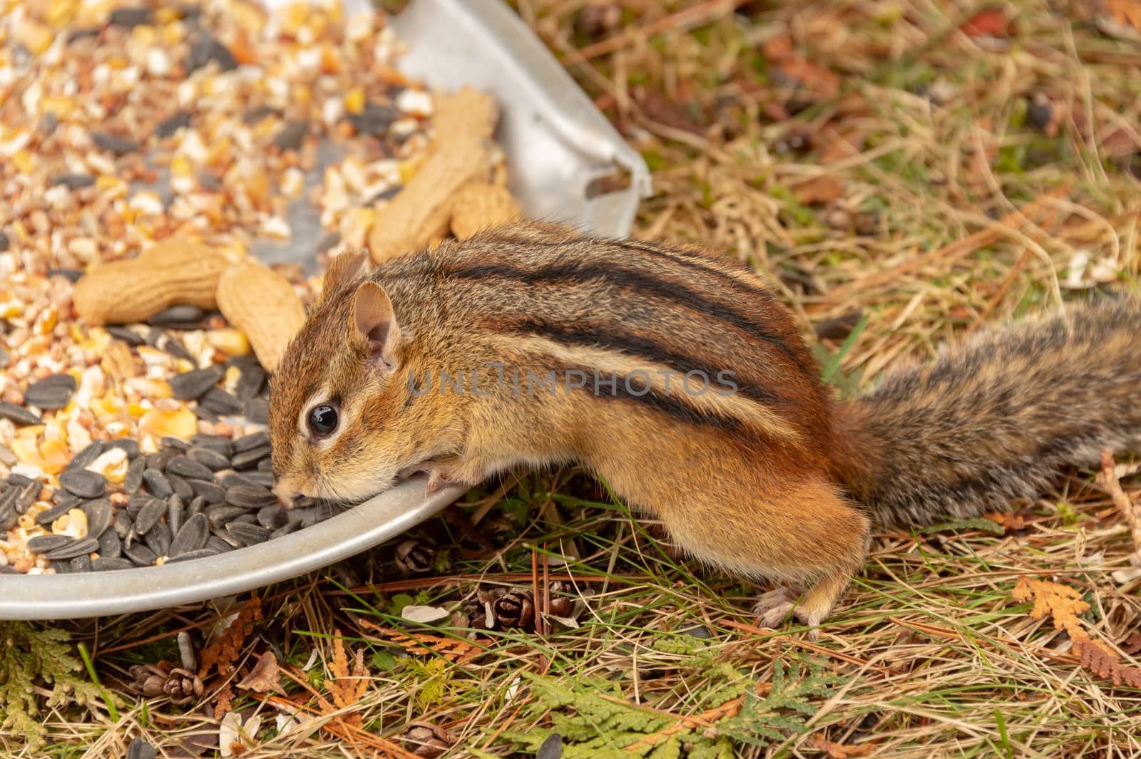 Chipmunk eating nuts and seeds in Quebec, Canada