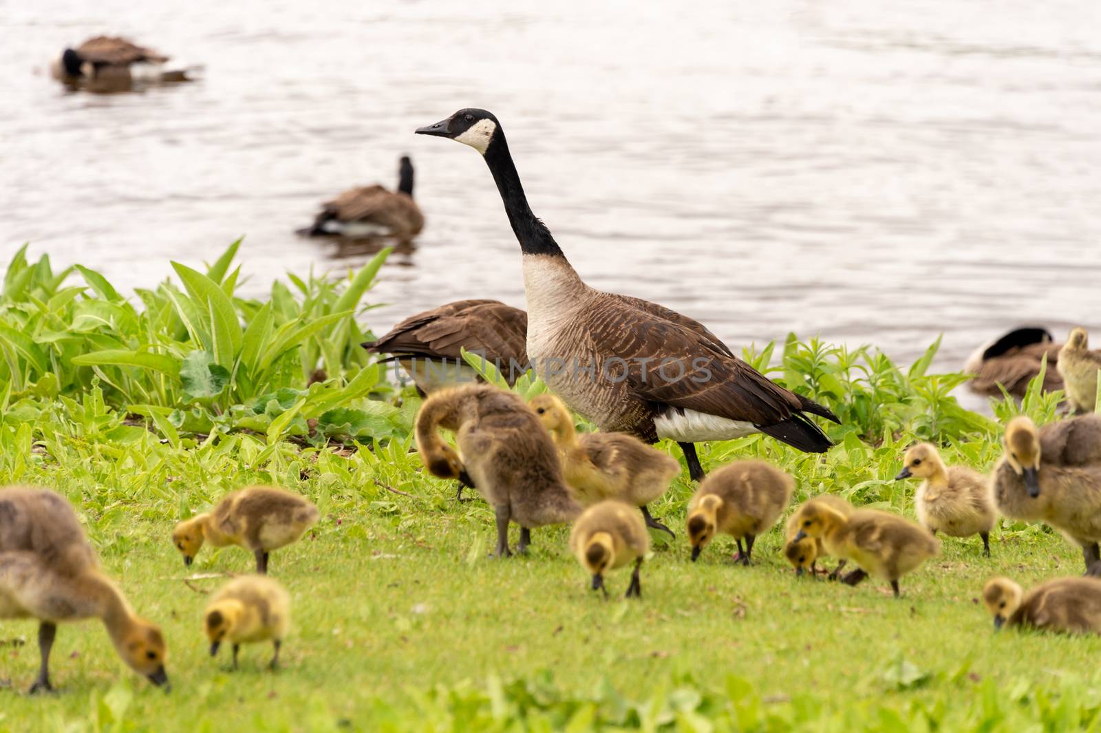 Adult Canadian goose looking after many goslings by mbruxelle