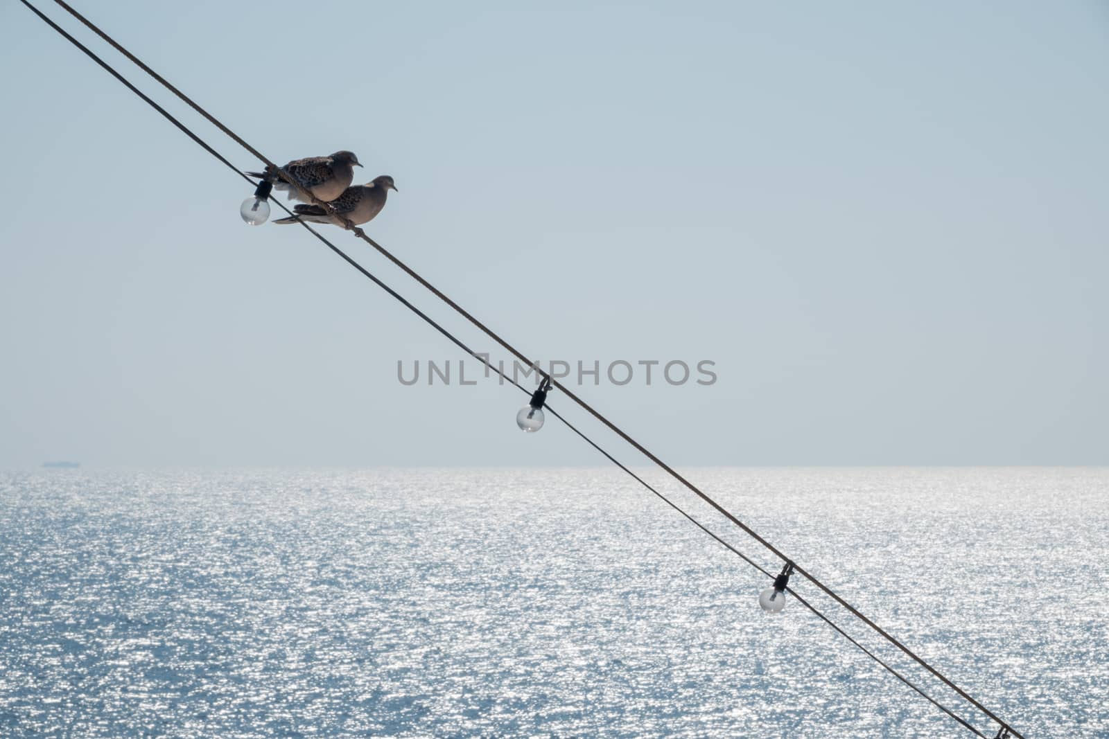 Two small birds sitting on the lighting wires at the front of an ocean going cruise ship