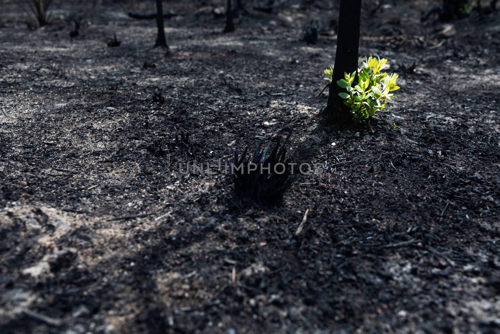 New leaves burst forth from a burnt tree after forest fire.The rebirth of nature after the fire.Ecology concept
background.