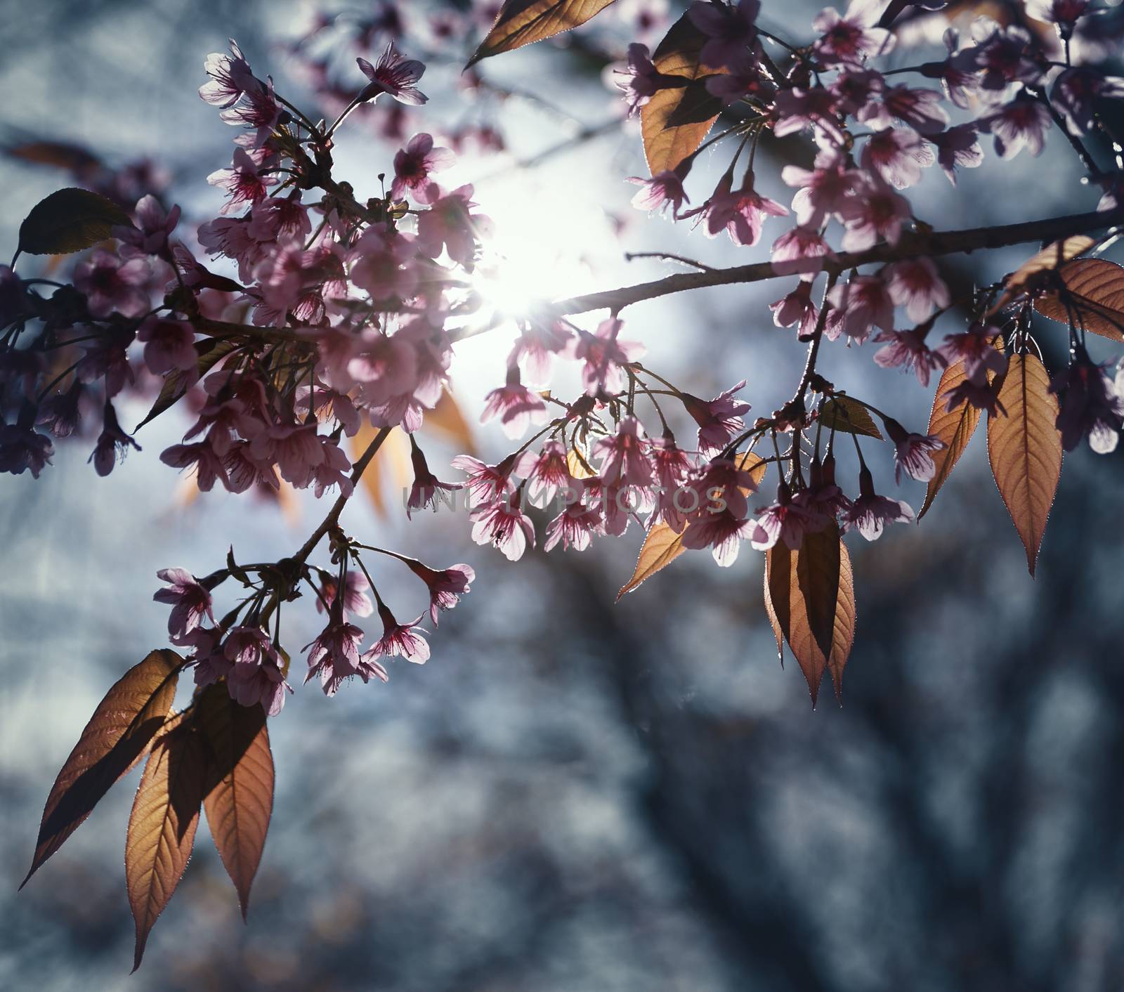 Beautiful Cherry Blossom  or Sakura flower on nature background,soft focus and color toned.