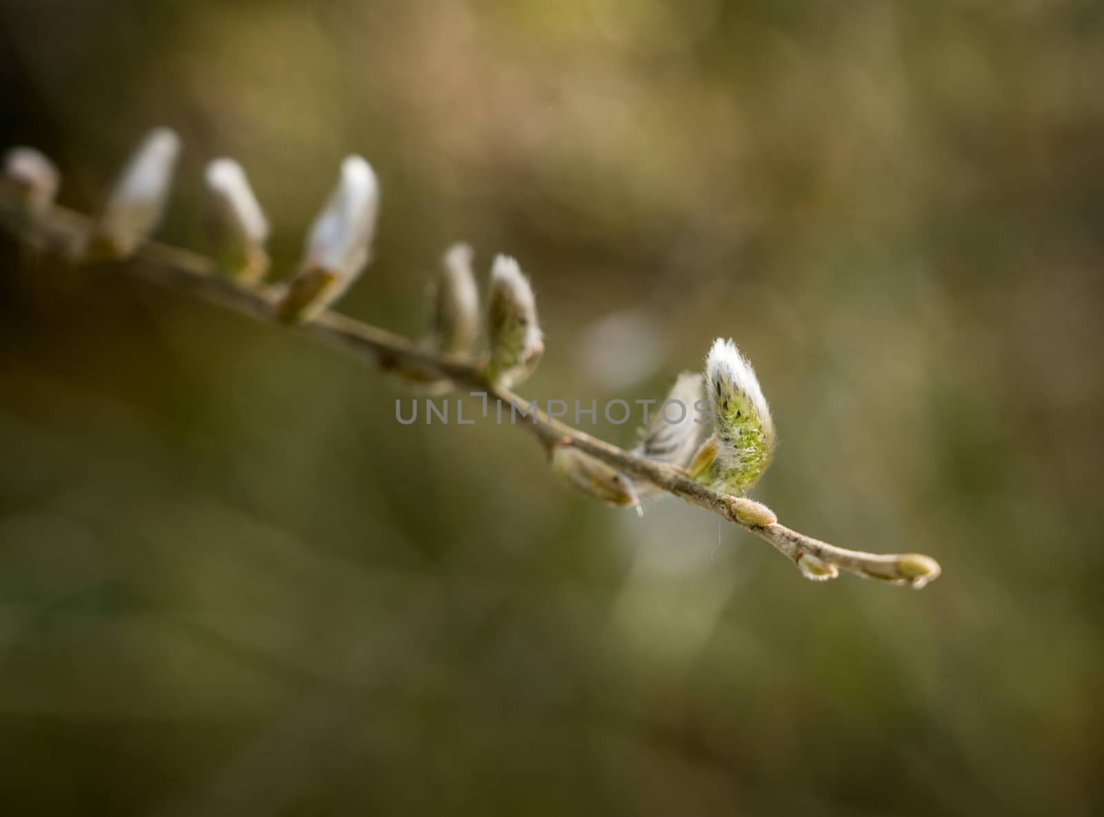 Concept showing the blossoming of new life as Catkin grows on the end of branch in spring