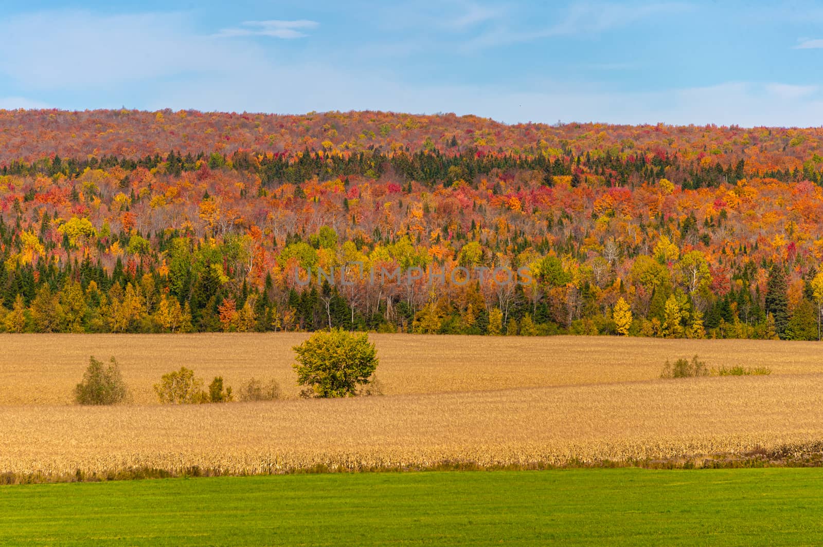 Trees with autumn foliage in Canada by mbruxelle