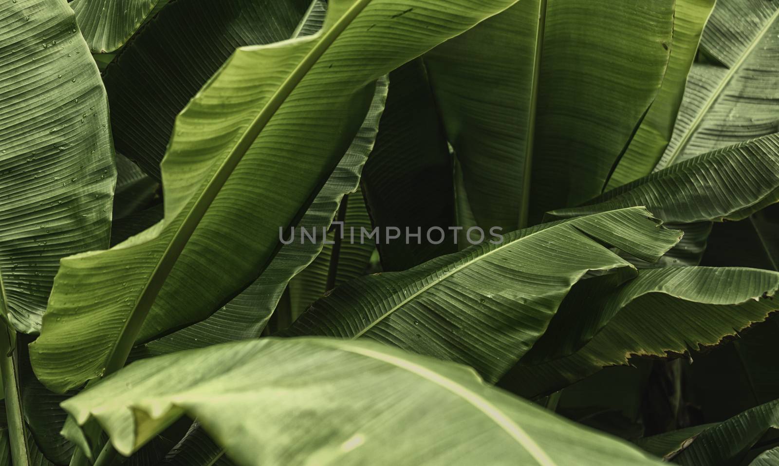 Green banana leaves in nature,color toned.