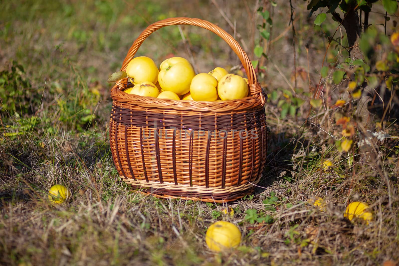 Stock photo of freshly picked yellow quinces in a basket by adamr