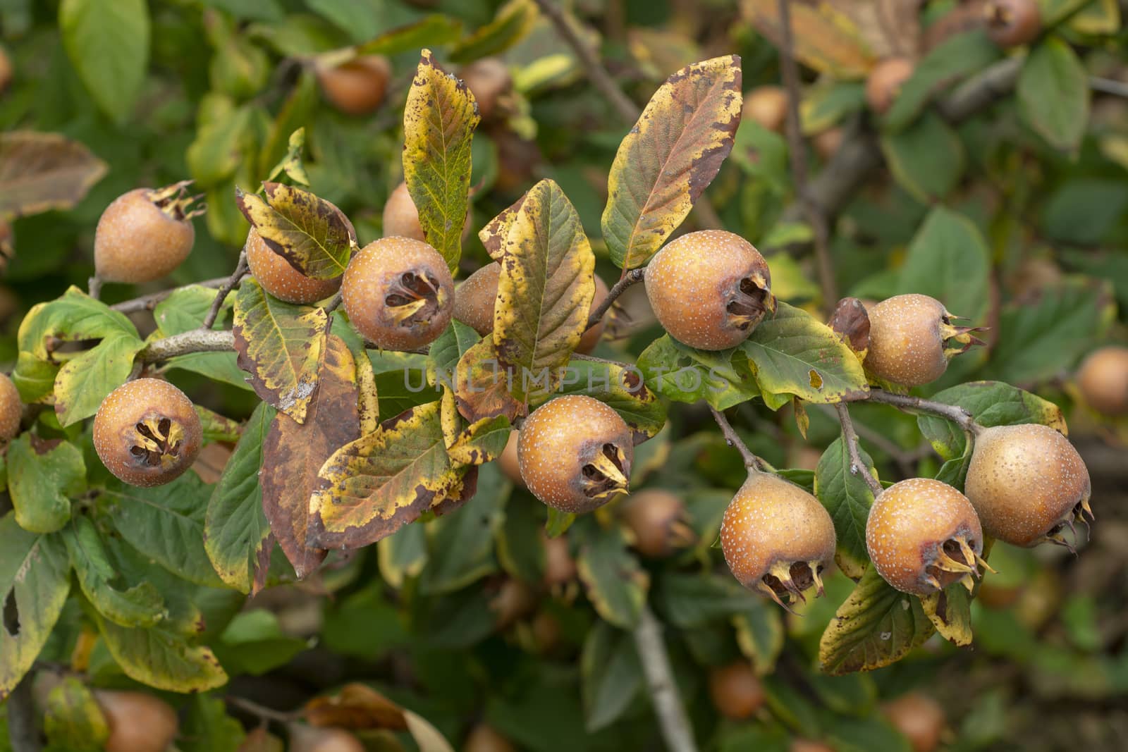 Common medlar, fruits on tree - Mespilus germanica