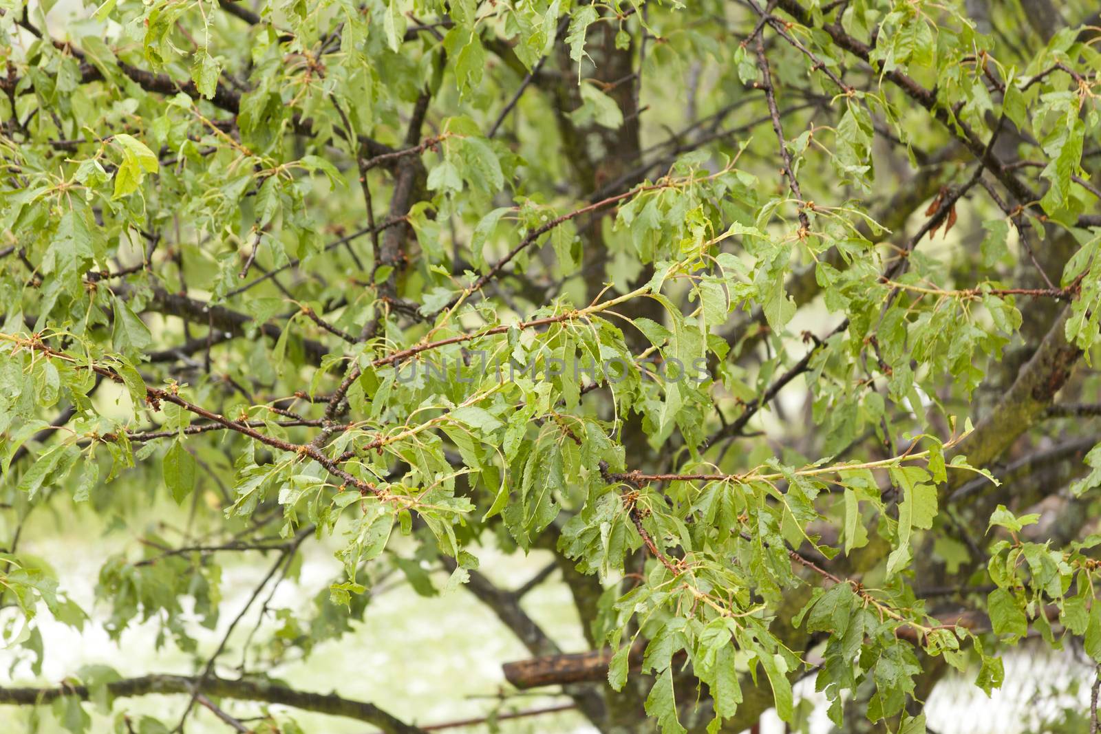 Hail damaged fruit tree - weather storm disaster