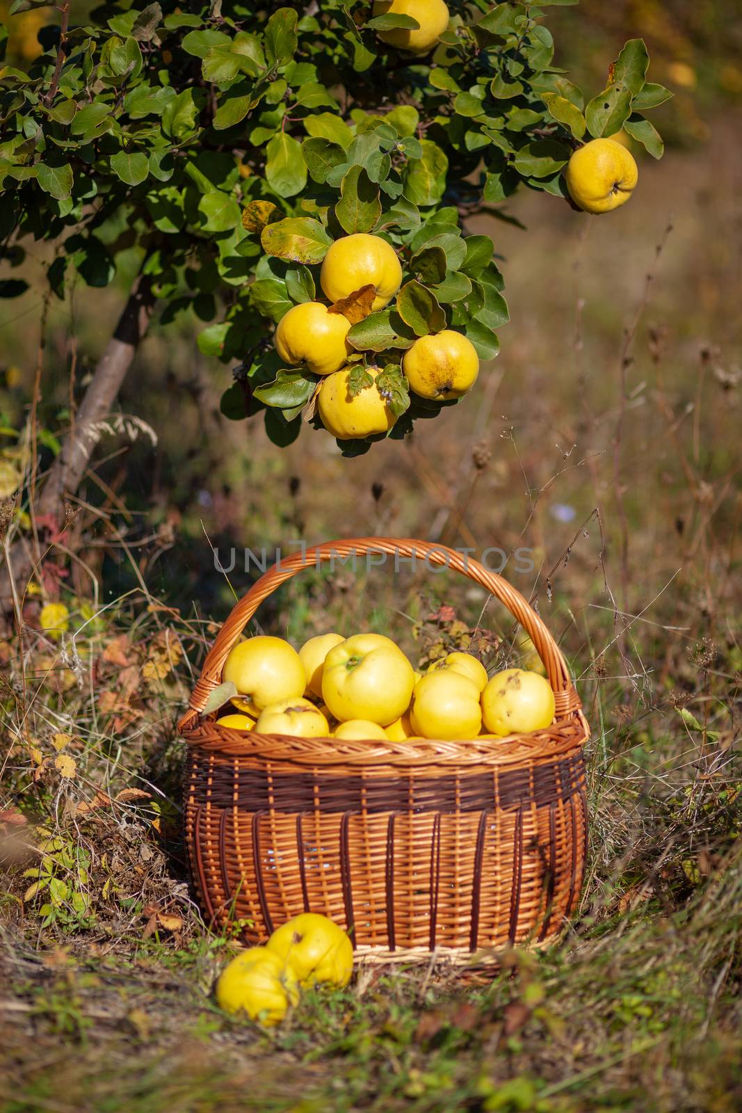 Still life autumn photo of freshly picked yellow quinces in a basket under tree