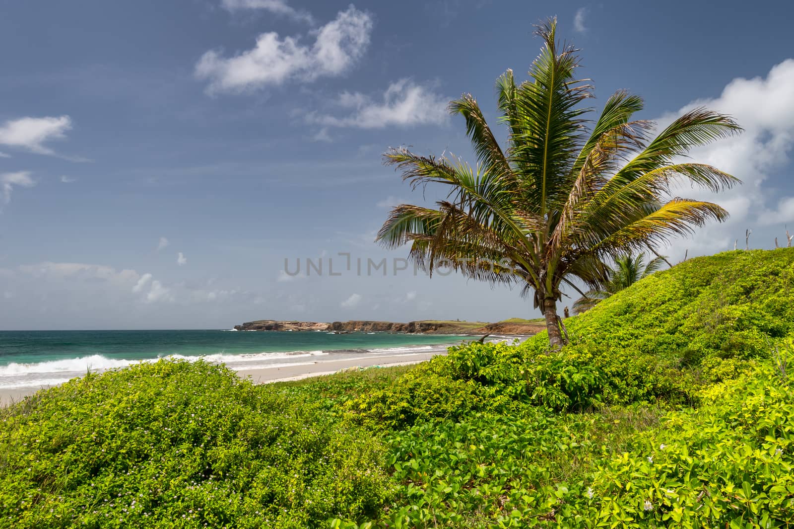 Anse Trabaud Tropical Beach in Martinique by mbruxelle