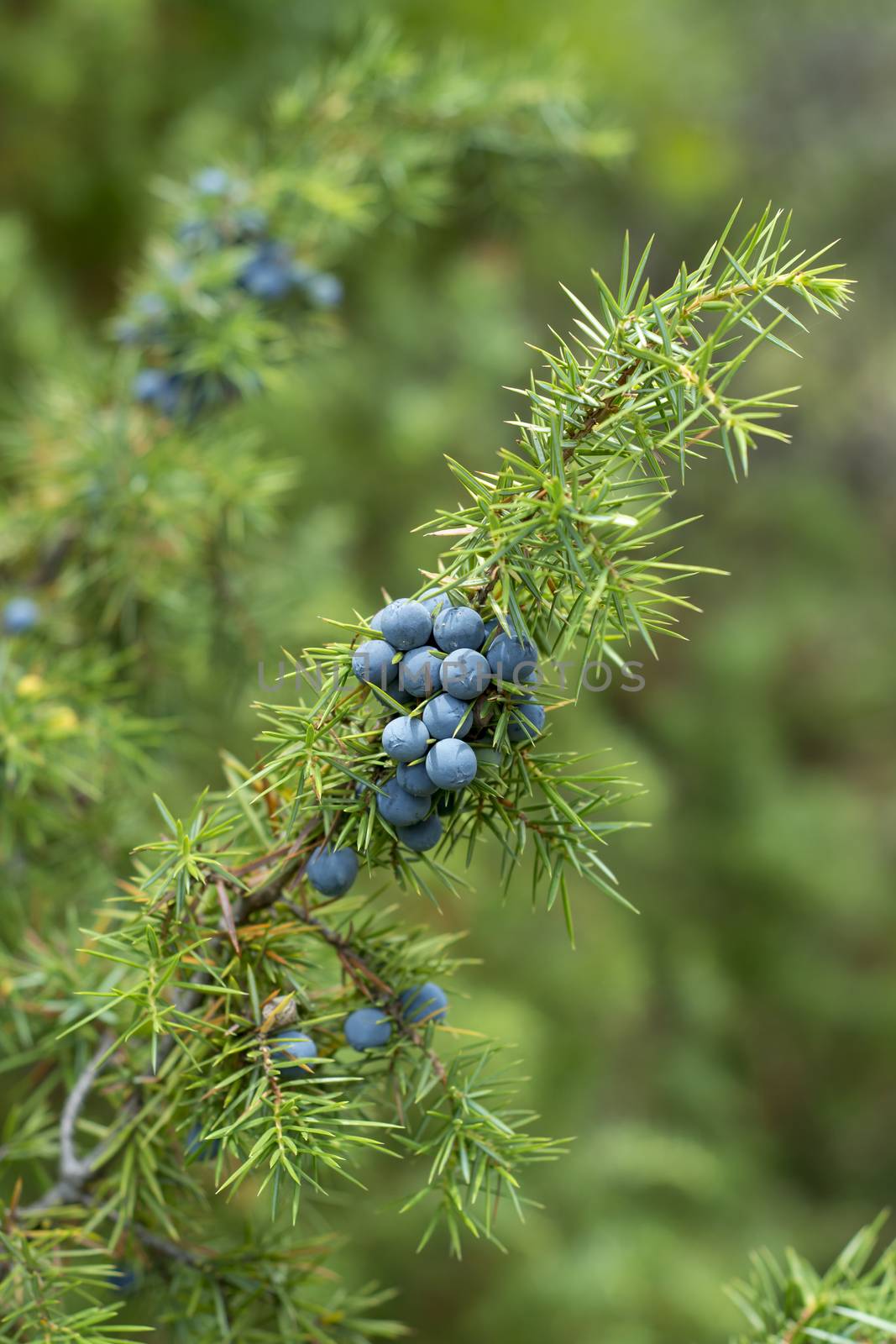 Medicinal plant - Juniperus communis by adamr