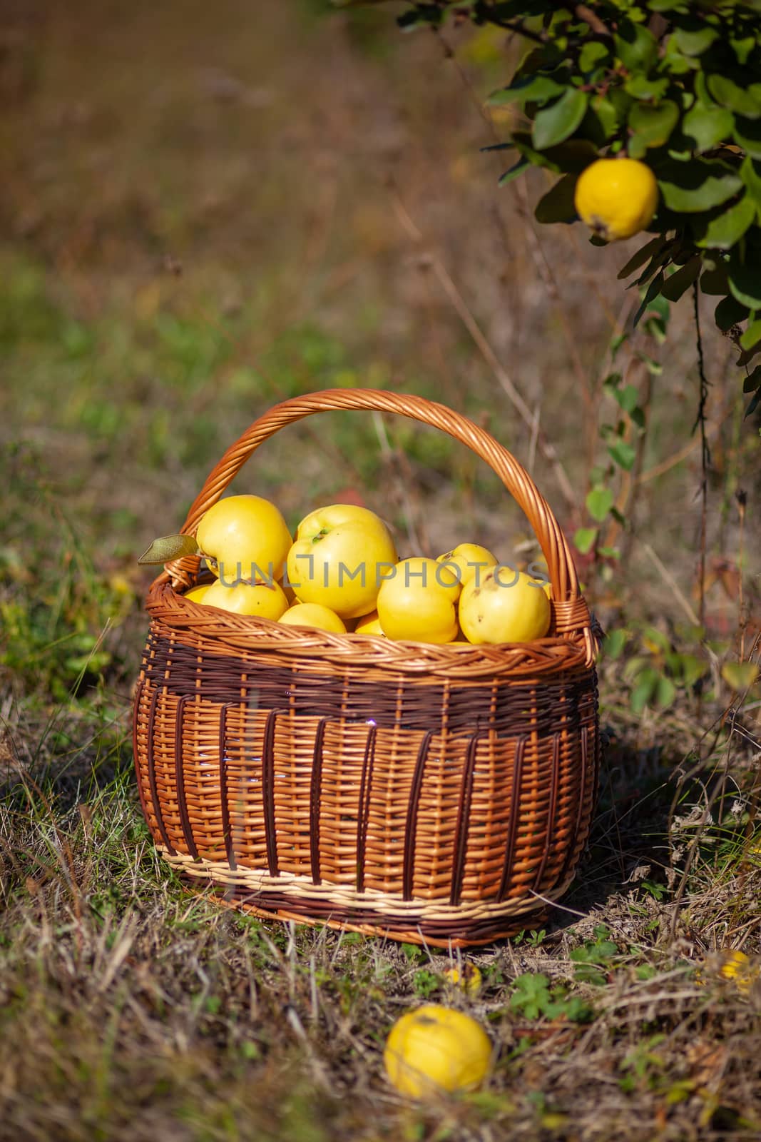 Still life autumn photo of freshly picked yellow quinces in a basket