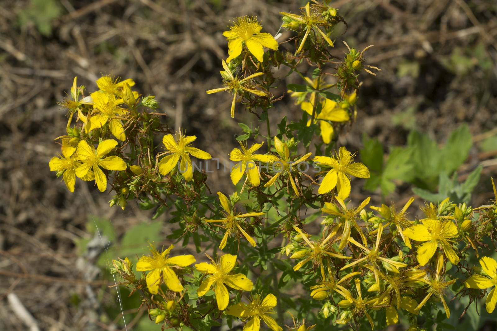 Flower medicinal plants - Hypericum perforatum by adamr