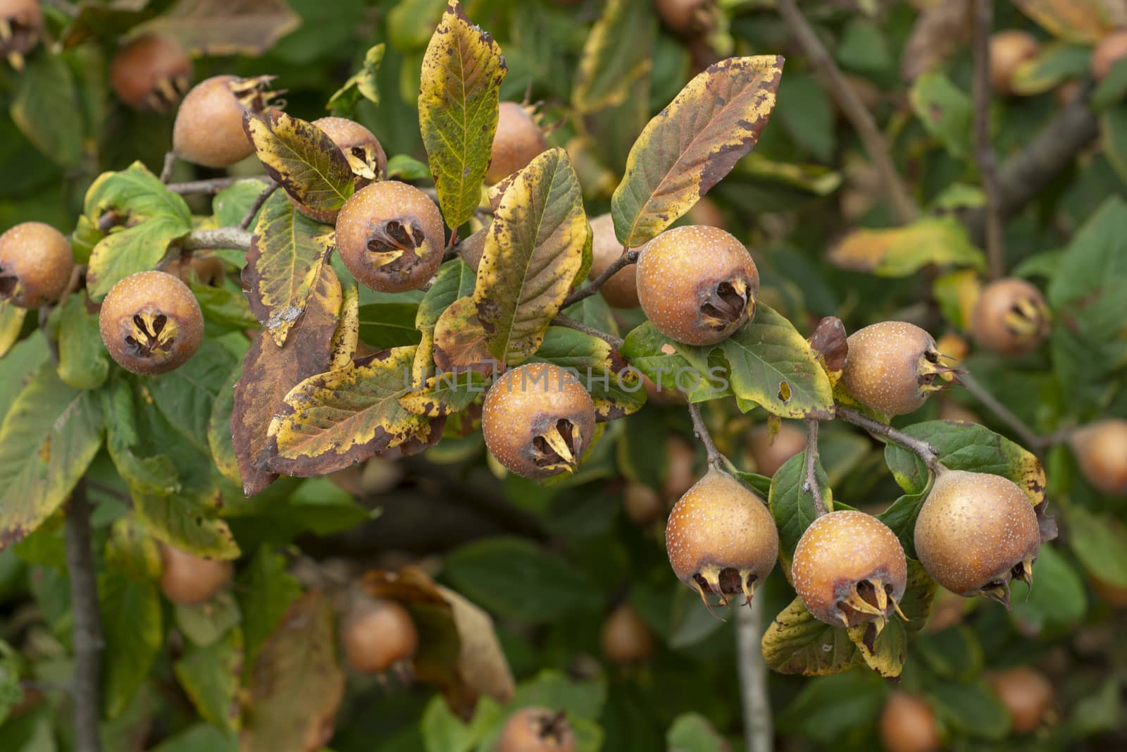 Common medlar - fruits on tree by adamr