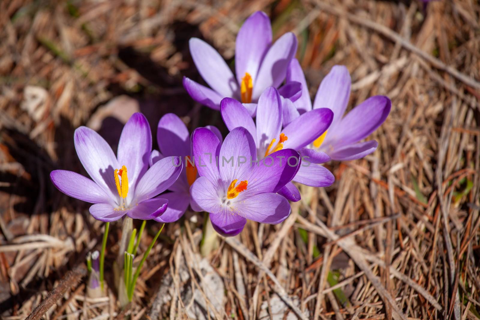 Crocuses blossom in the mountains Divcibare, Serbia by adamr