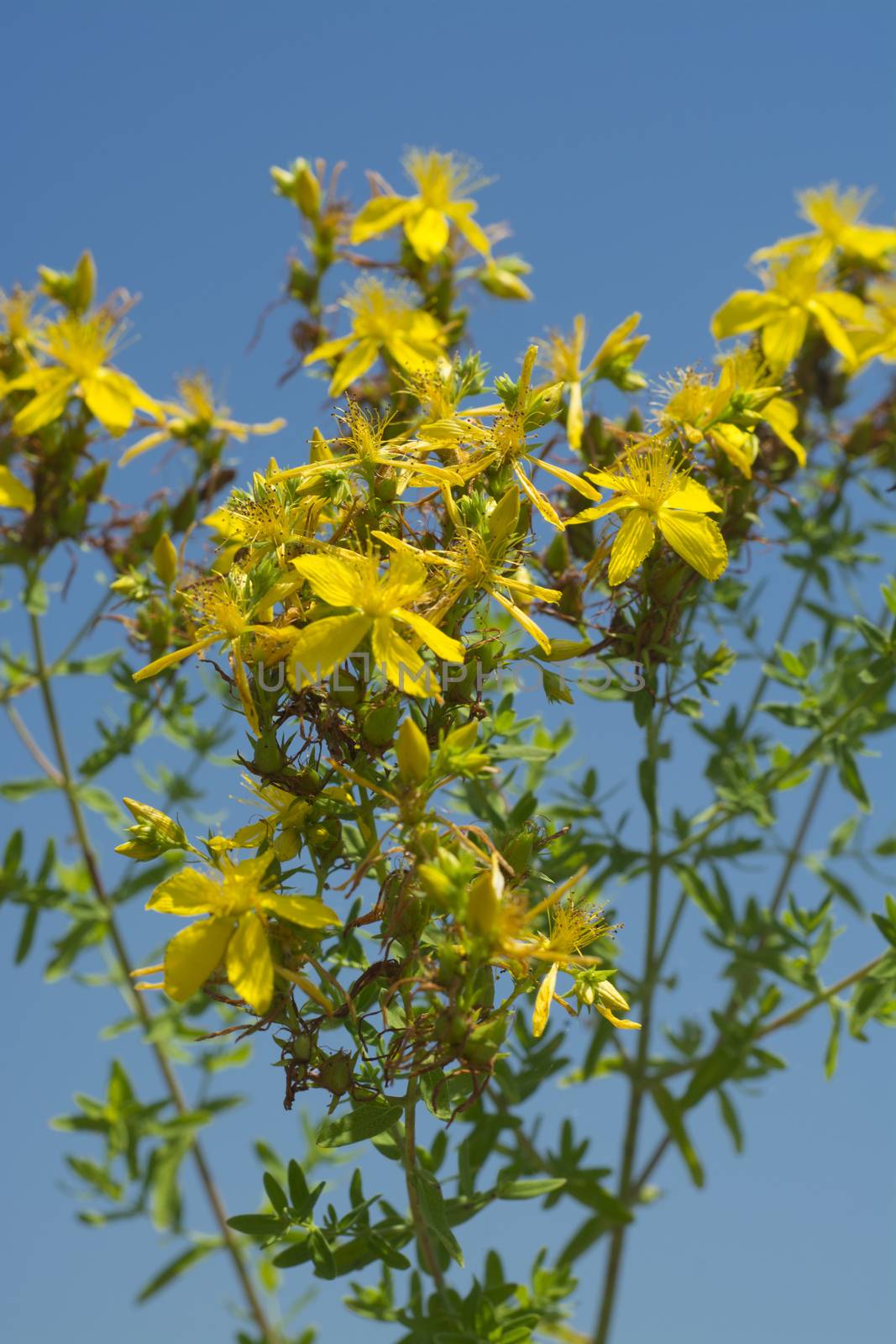 Flower medicinal plants - Hypericum perforatum (aka. perforate St John's-wort) a medicinal herb with antidepressant activity