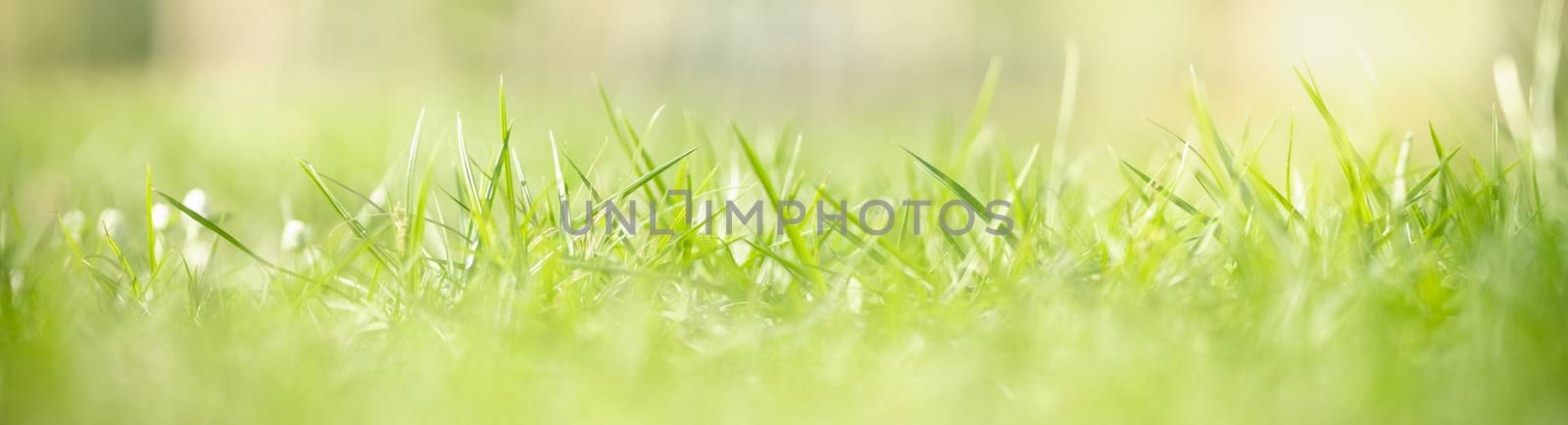 Closeup beautiful nature view of green grass leaf on blurred greenery background in garden with copy space using as background natural green plants landscape, ecology, fresh wallpaper cover concept.