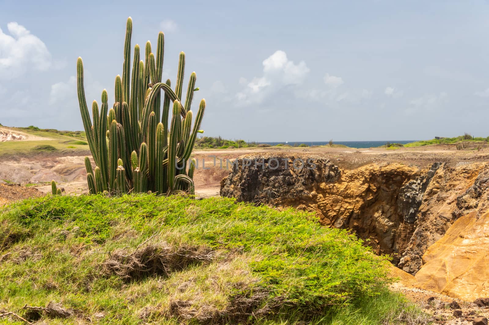 Cactus in the Savanna of Petrifications in Martinique