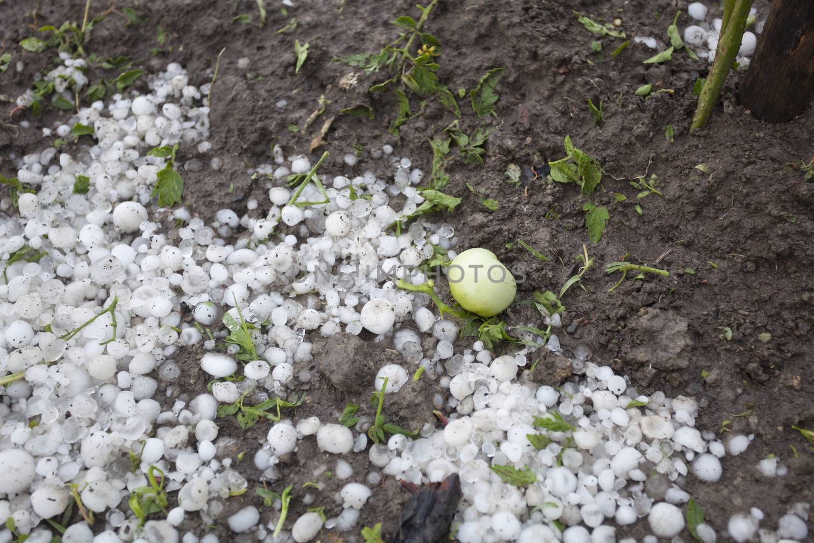 Hail Storm Disaster in garden by adamr