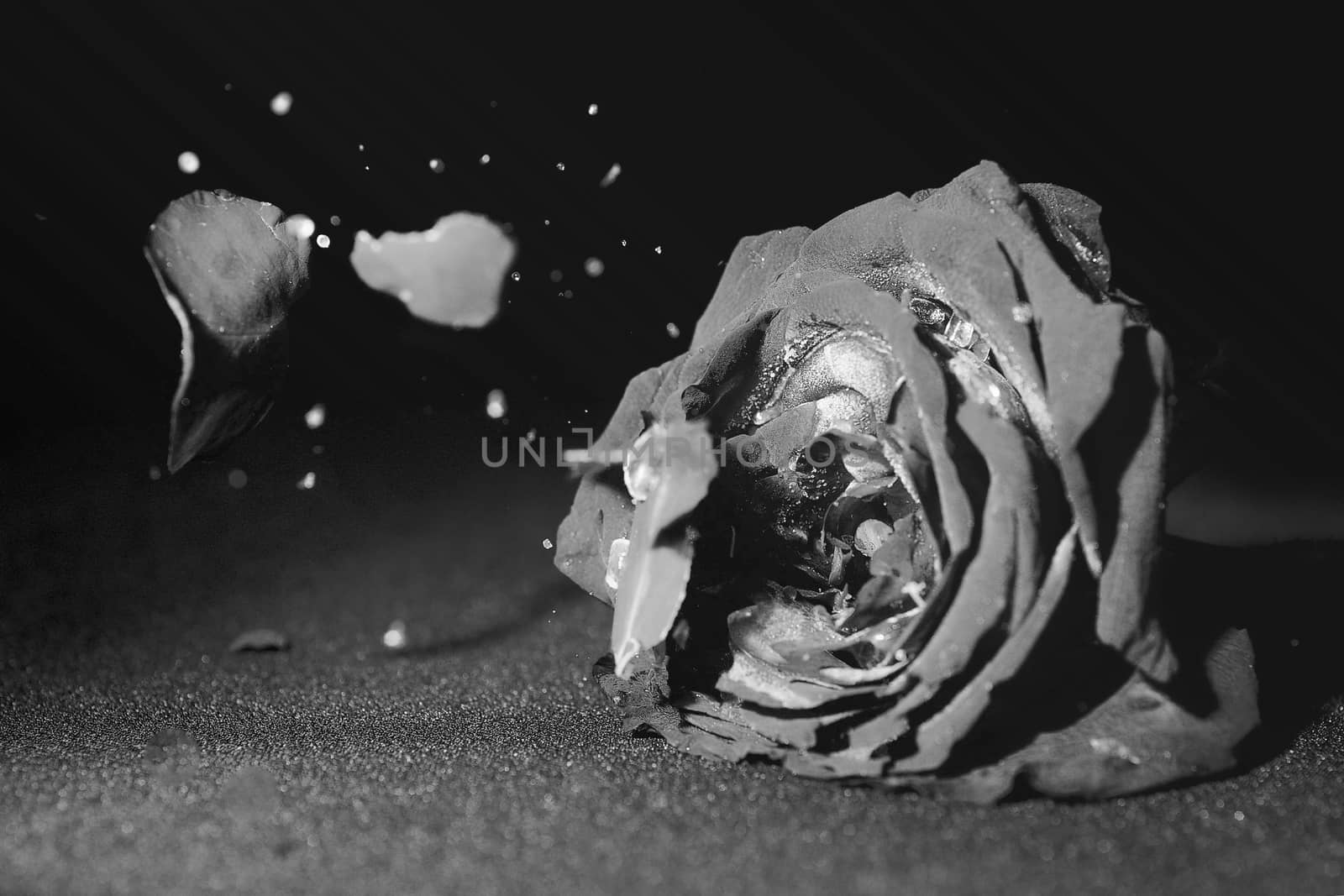 Dried roses broken on black and white