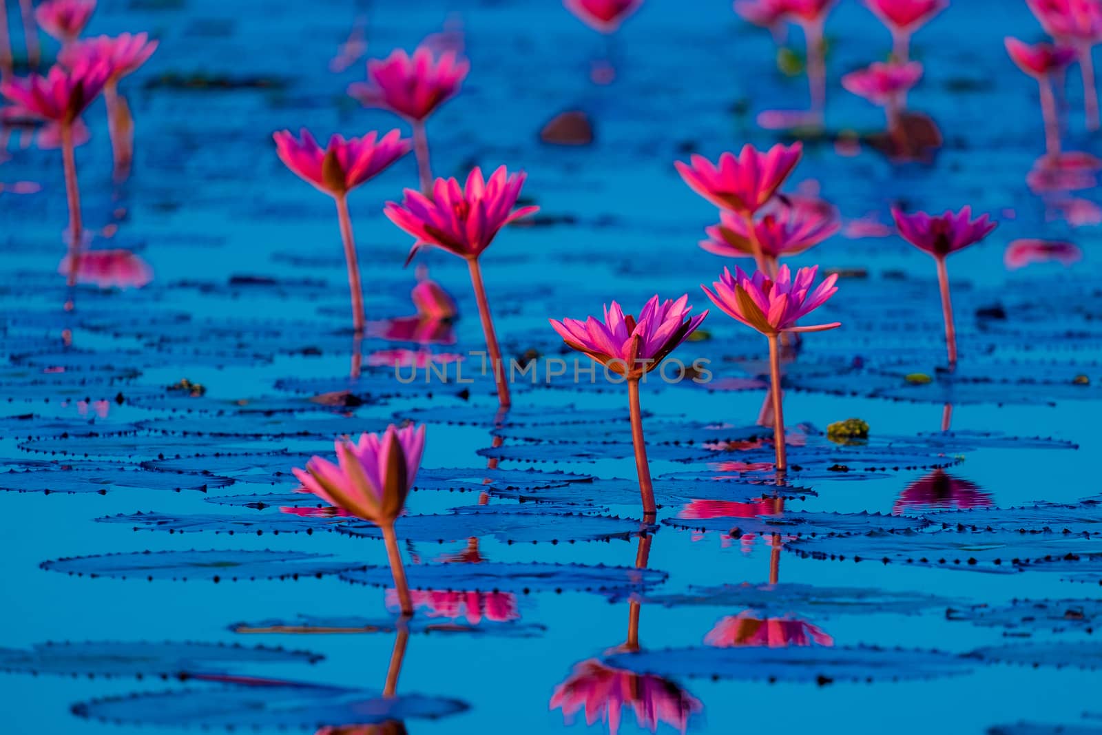 Pink and red lotus lake at Udonthani Thailand