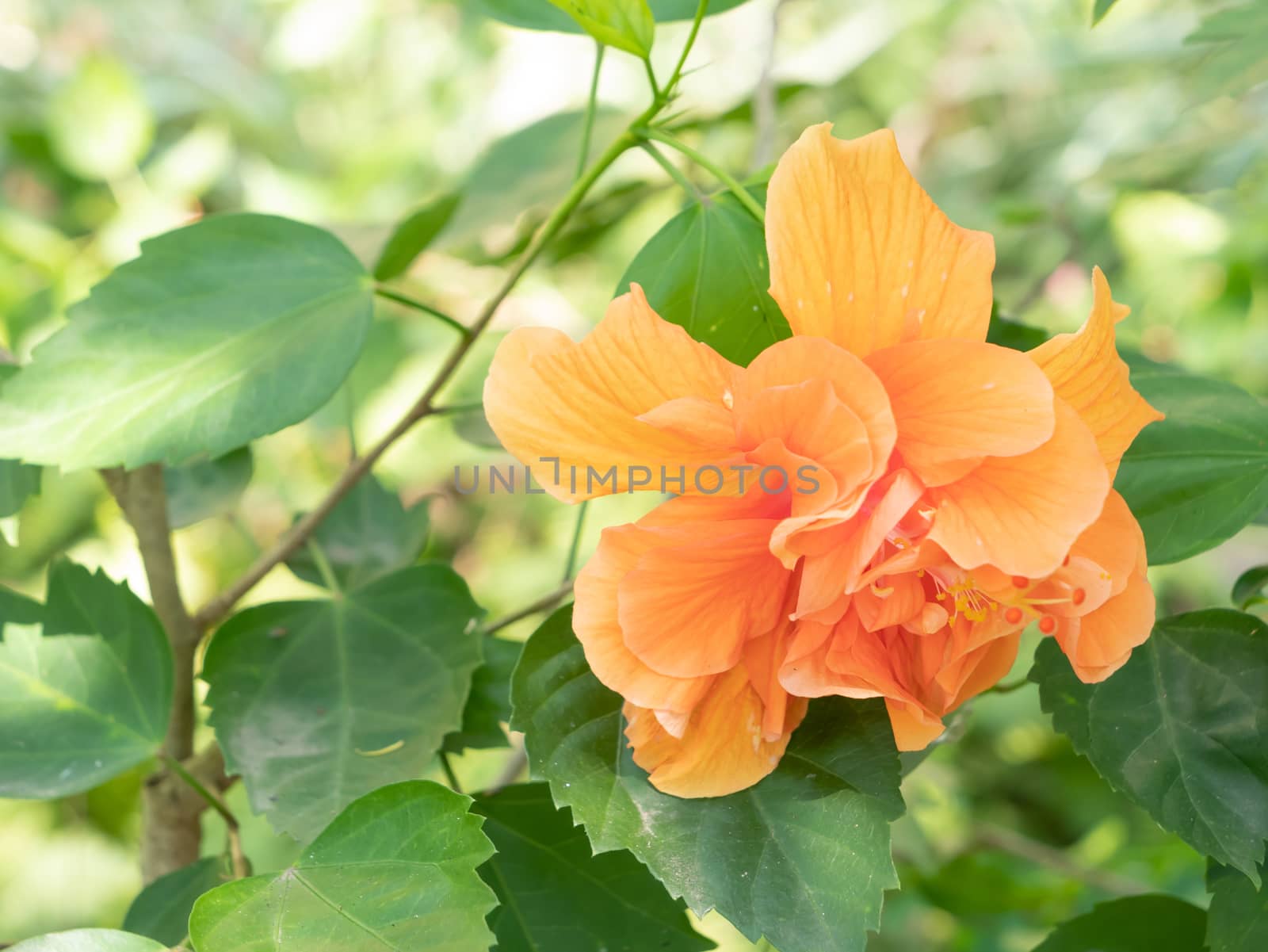 Orange shoe flower or Chinese Rose and green leafs with sunlight. Hibicus hybrid popular planting decorate the garden by the fence or the aisle.