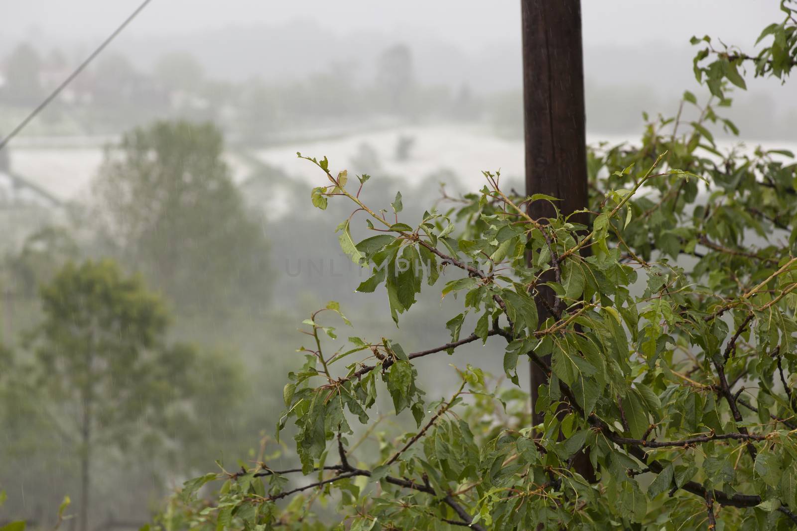 Hail Storm Disaster on fruit tree by adamr