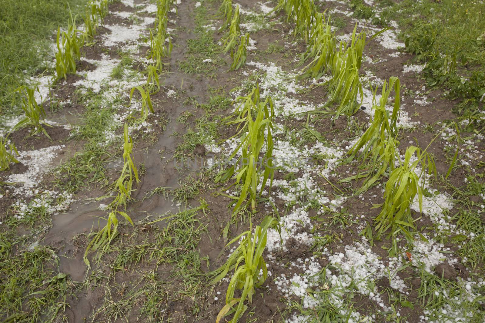 Hail damaged corn field - Storm disaster by adamr