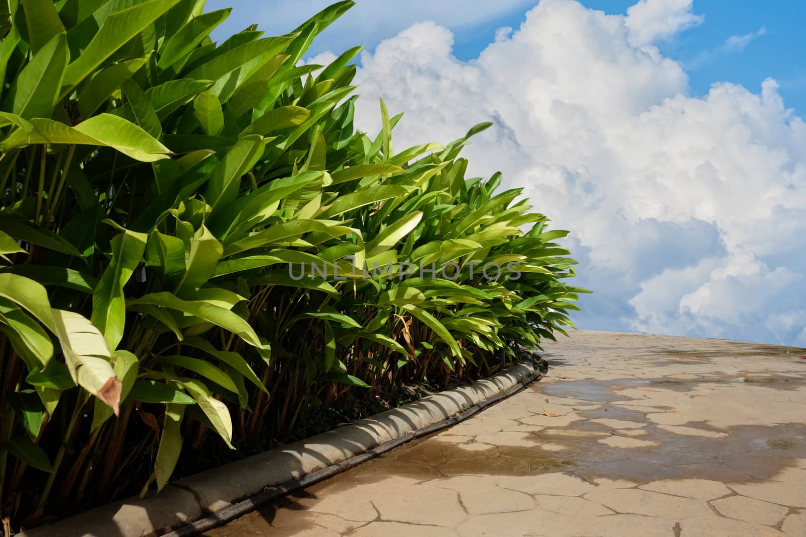 Brick road on the blue sky background by Surasak