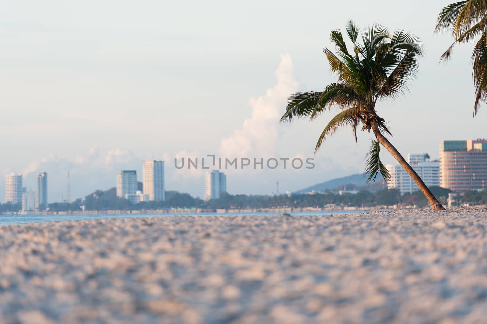 Plam tree on the beach by Surasak