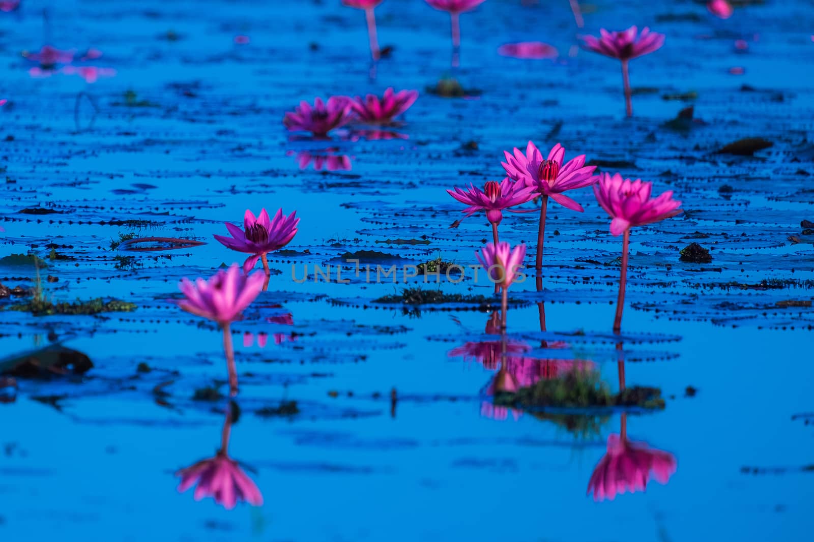 Pink and red lotus lake at Udonthani Thailand by Surasak