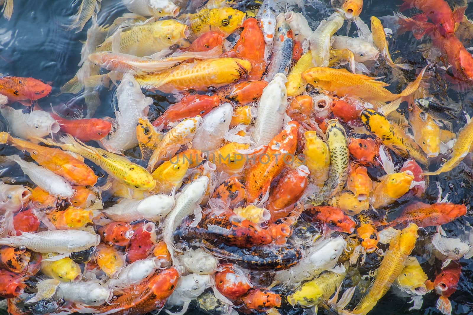 Colorful fancy carp fish, koi fish by Surasak