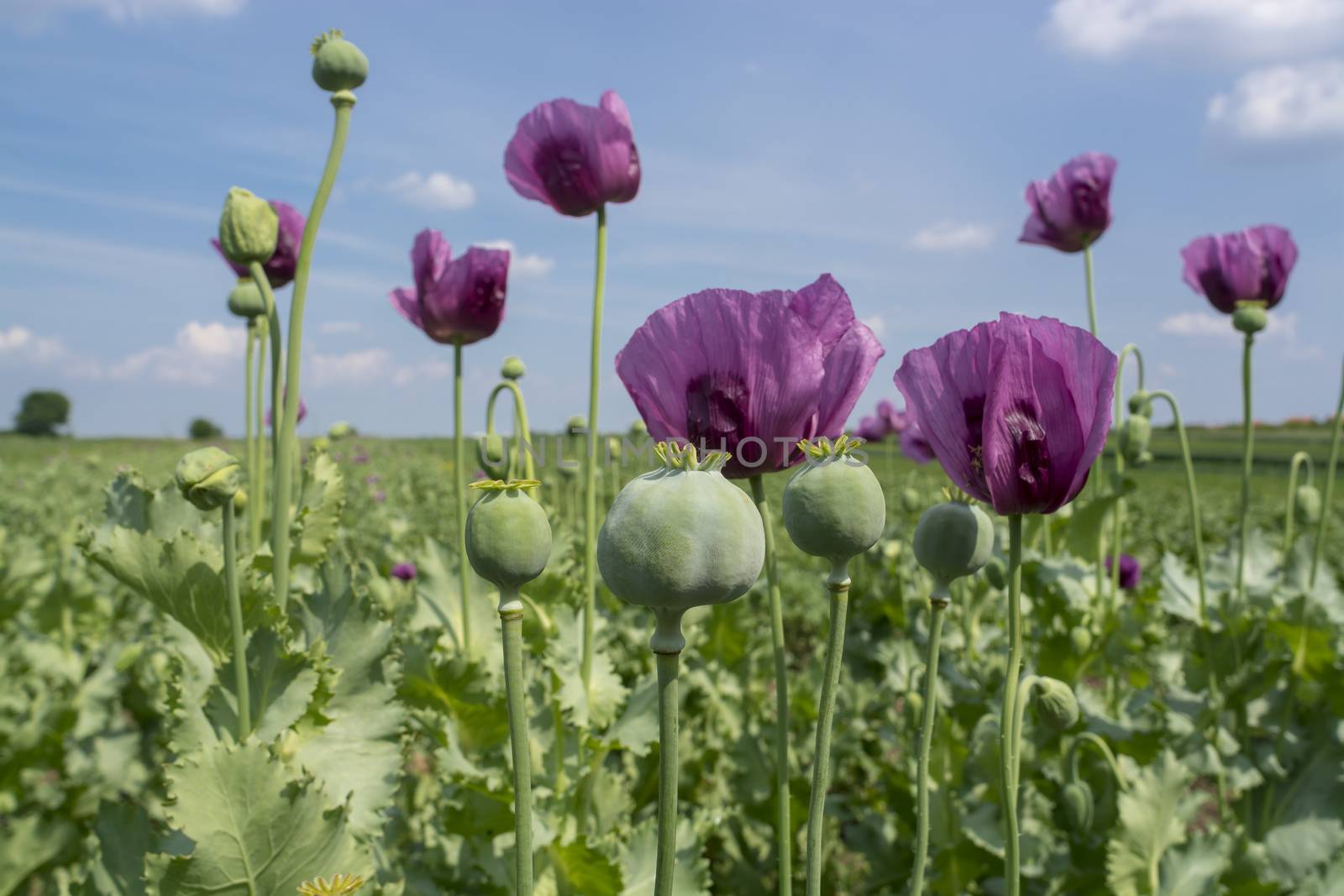 Opium poppy flowers on field (Papaver somniferum) by adamr