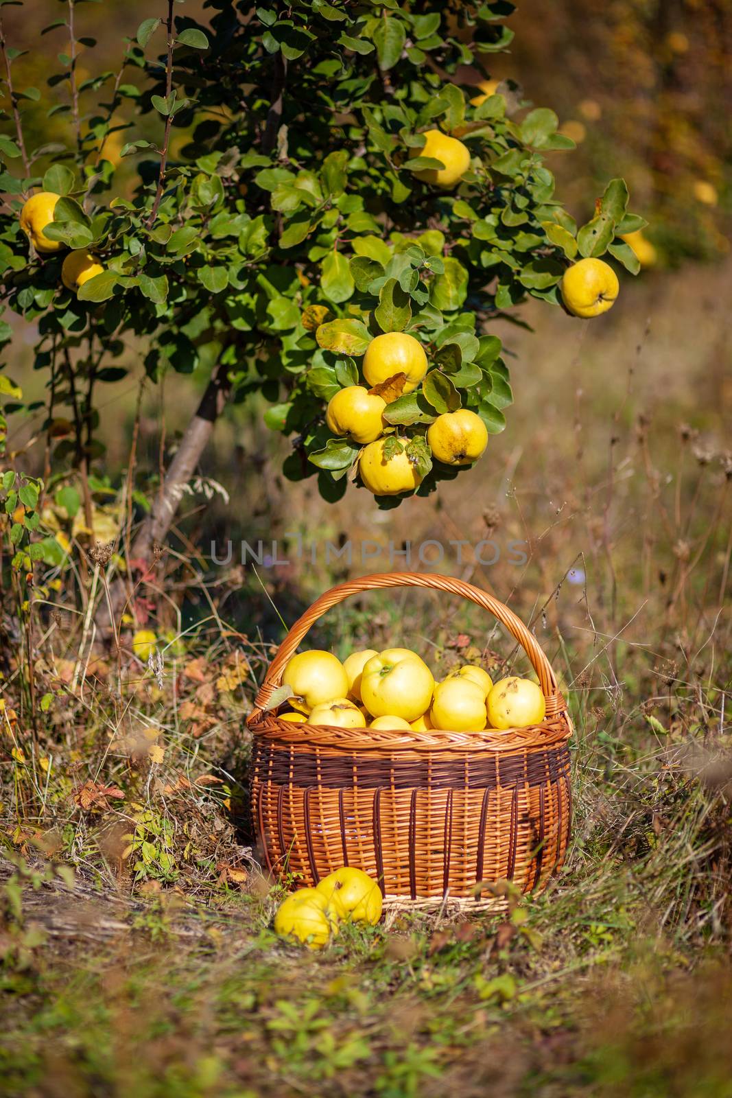Still life autumn photo of freshly picked yellow quinces in a basket under quince tree